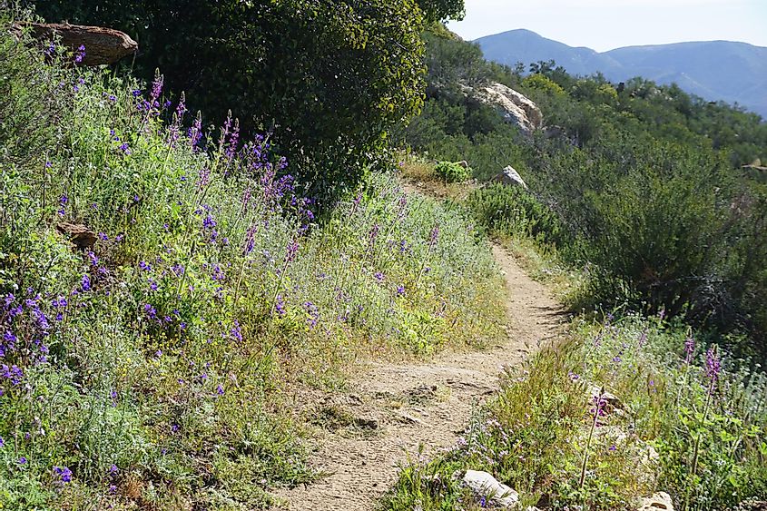 Pacific Crest Trail with desert flowers in southern California