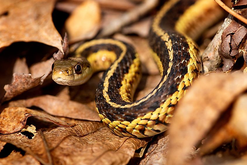 Common garter snake on leaf litter.