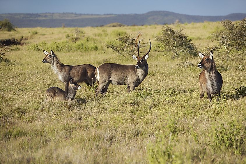 Mount Kenya