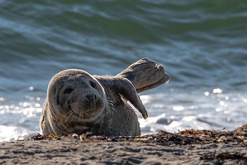 Seal on the beach at Block Island.