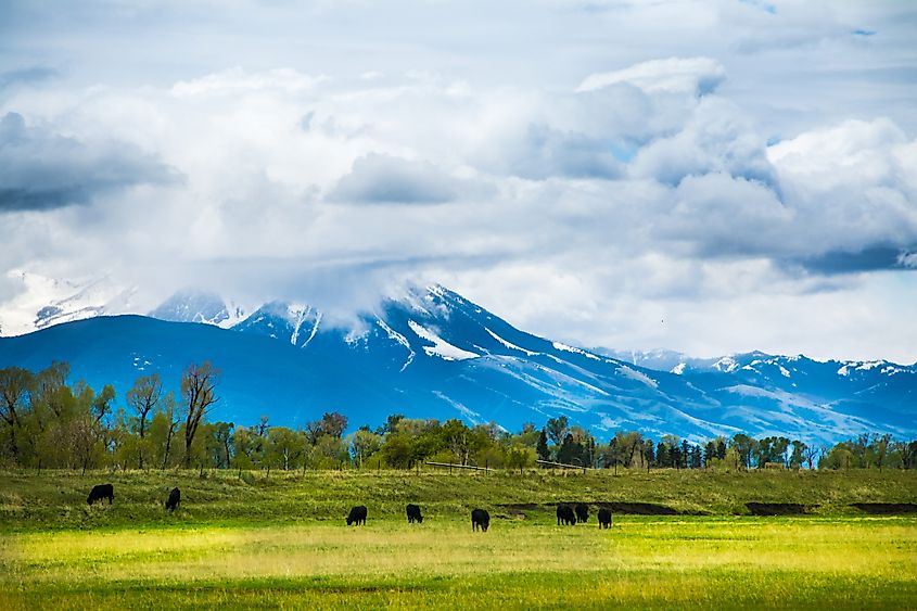 Bozeman Montana