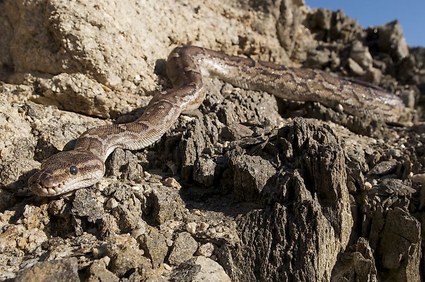 Angolan python