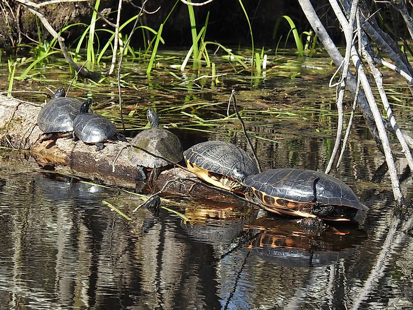 Turtles basking on a log at the Great Dismal Swamp National Wildlife Refuge.