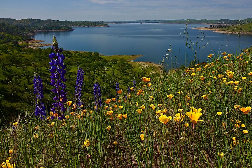 During a super bloom of wildflowers in spring, california poppies and lupine cover a hillside near Millerton Lake State Park
