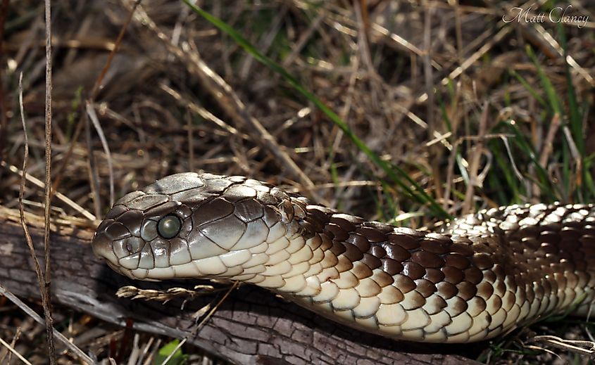 Close-up of a tiger snake.
