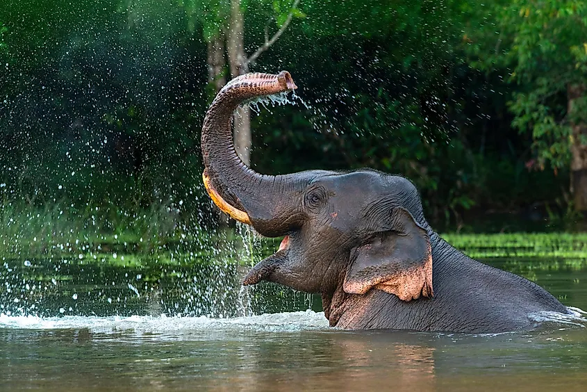 A male Asian elephant is enjoying bathing.