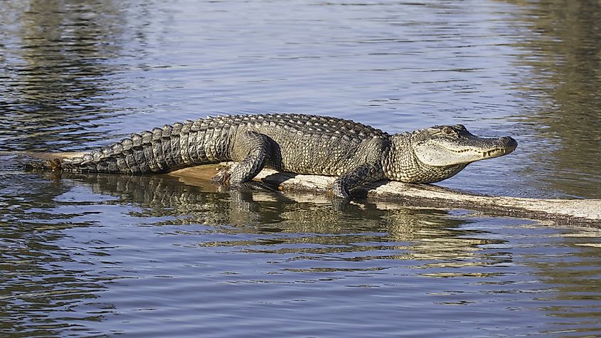 Large Alligator basks in evening sun on a submerged bald cypress tree in the Louisiana bayou shown at full length with clear head eye teeth and skin texture.