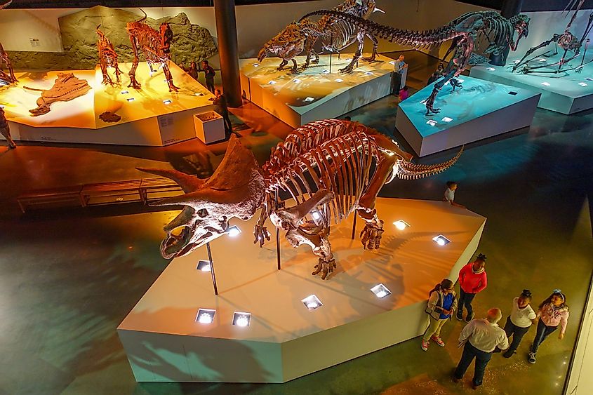 люди прогуливаются по экспозиции ископаемых динозавров в Национальном музее естествознания в Орландо Хьюстон, Фото 593 / Shutterstock.com