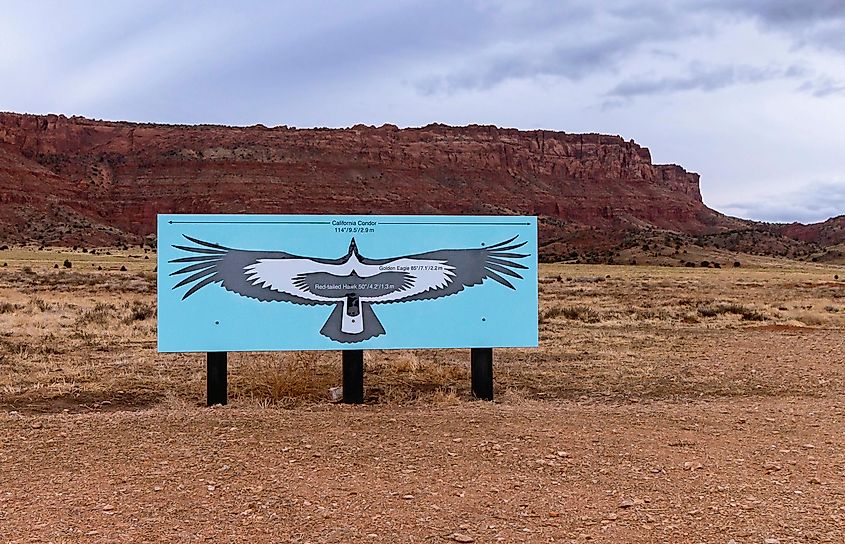 California condor marble canyon