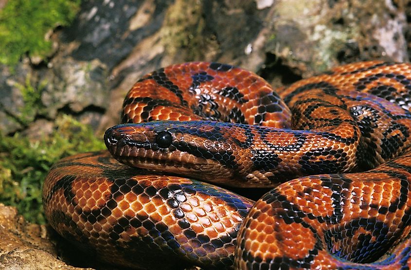 A beautiful rainbow boa.