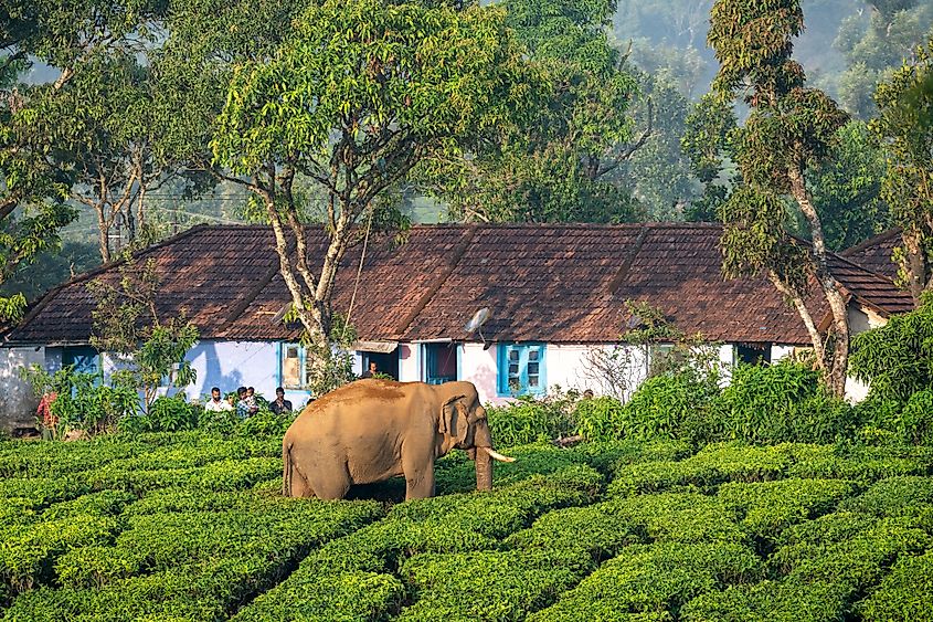 Tea Plantations in Kerala, India.