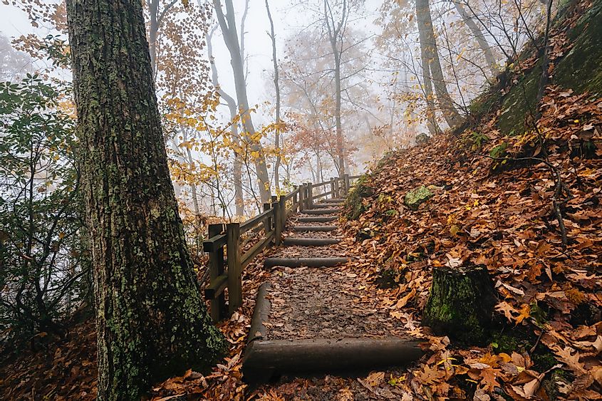 Fog and fall color on the Crabtree Falls Trail in George Washington National Forest near the Blue Ridge Parkway in Virginia