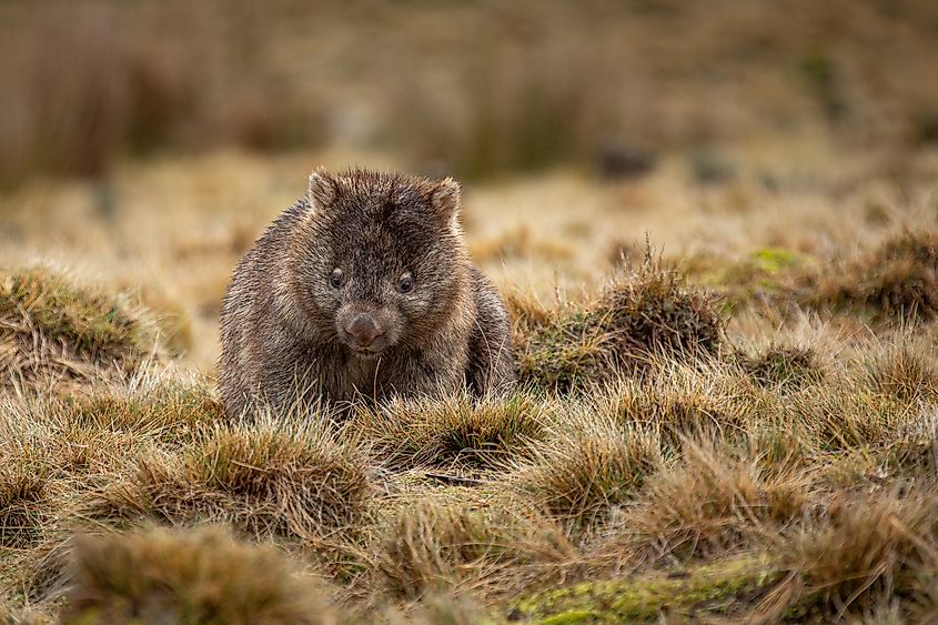 A wombat in Cradle Valley in Tasmania, Australia. Via Shutterstock / Wirestock Creators.