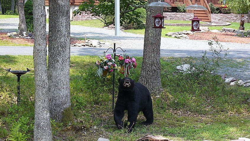 A wild black bear in Hawley, Pennsylvania