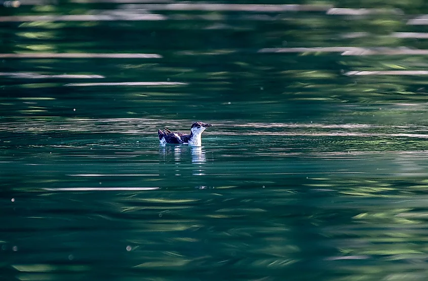 A marbled murrelet in Alaskan waters