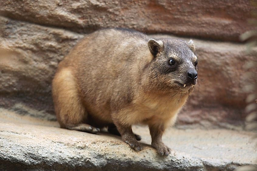 What Animals Live In The Sahara Desert? - WorldAtlas What Animals Live In The Sahara Desert? - WorldAtlas
