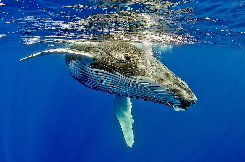 What Animals Live in the Pacific Ocean? - WorldAtlas What Animals Live in the Pacific Ocean? - WorldAtlas