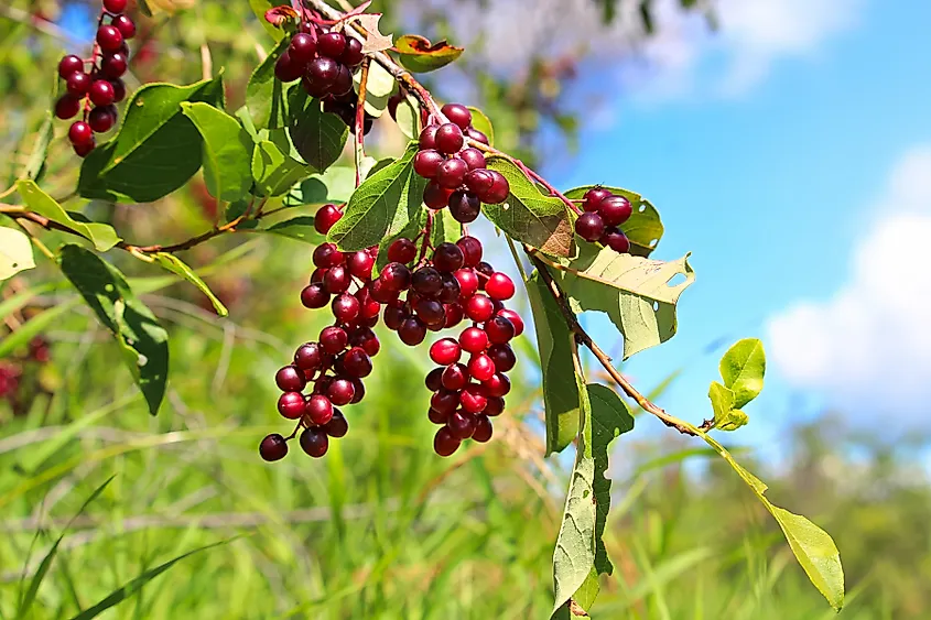 Editorial Photo Credit:Amelia Martin via Shutterstock. Ripe chokecherries hang on a branch against a blue sky