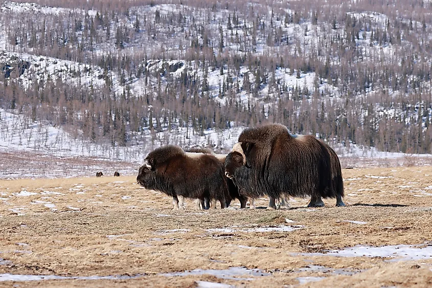 Muskox trotting in the mountains of the polar Urals.
