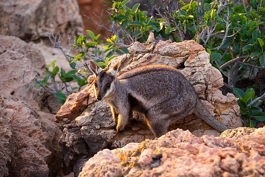 Ningaloo Coast in Western Australia