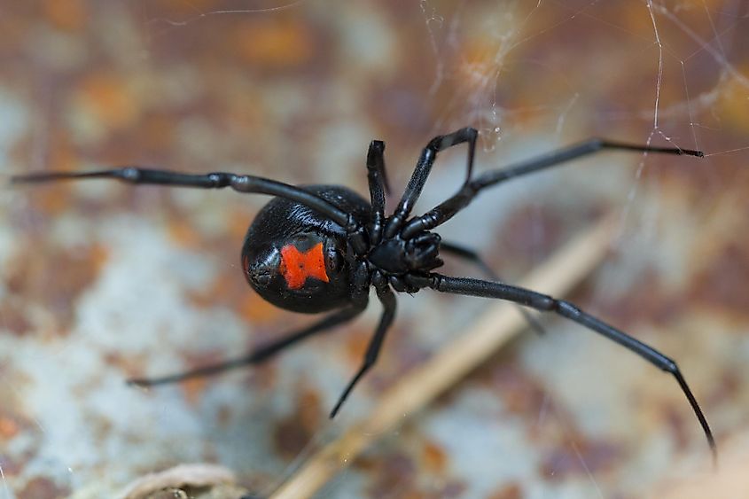 A black widow spider.