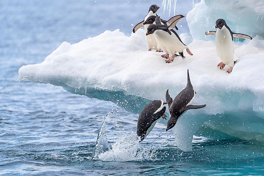 Penguins on sea ice.