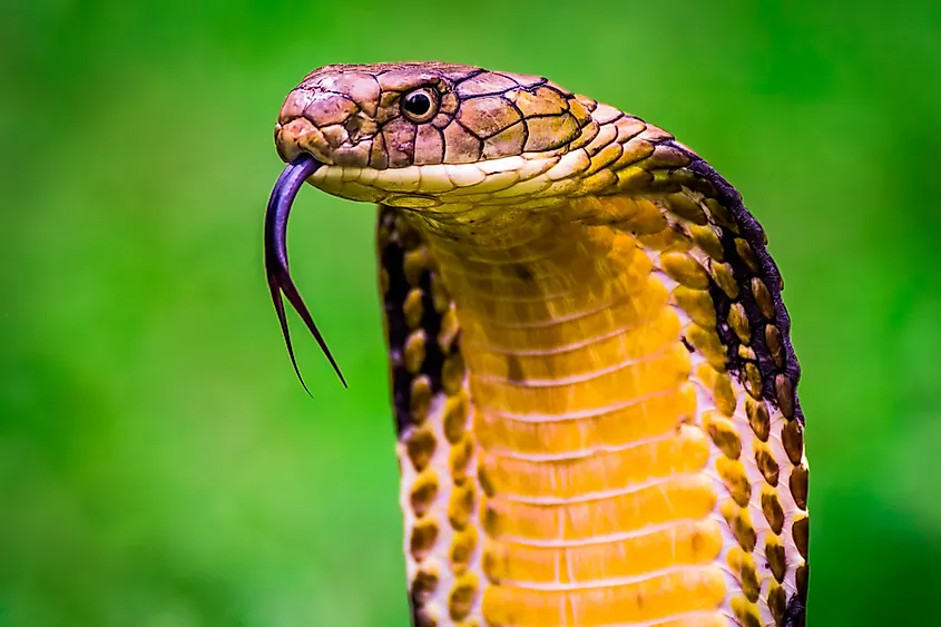 A King Cobra, the longest venomous snake in the world.