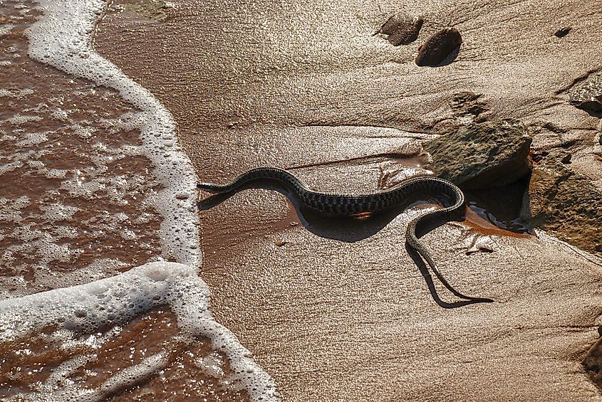 Venomous Yellow-bellied Sea Snake.