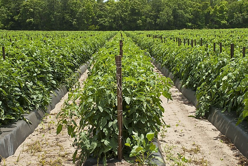 A field of rows of tomato plants on a farm in the Low Country of South Carolina.