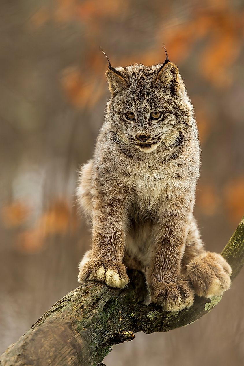 The Canadian Lynx (Lynx canadensis) is one of four types of features. It is found in the northern part of North America. Credit: miroslav chytil/Shutterstock.com