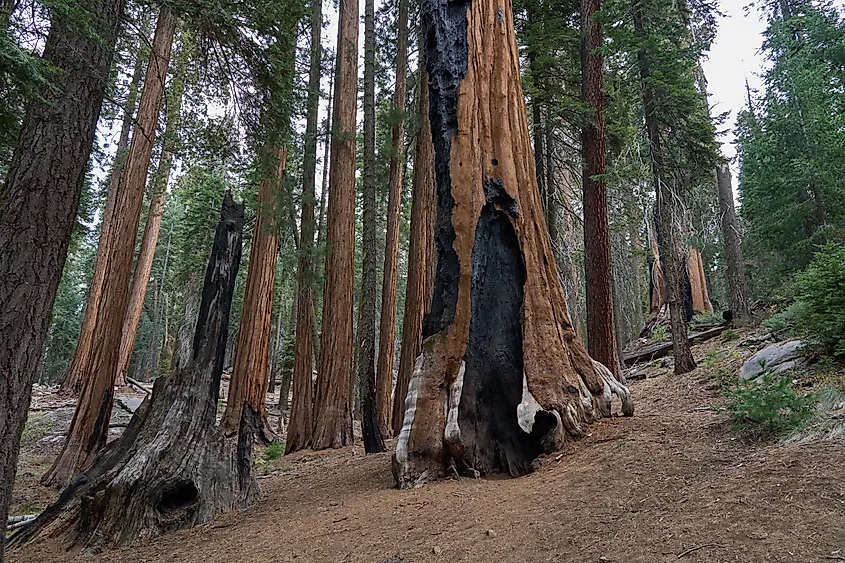 Giant sequoia tree trunk scarred by fire, standing tall in a forest grove in Sequoia National Park.