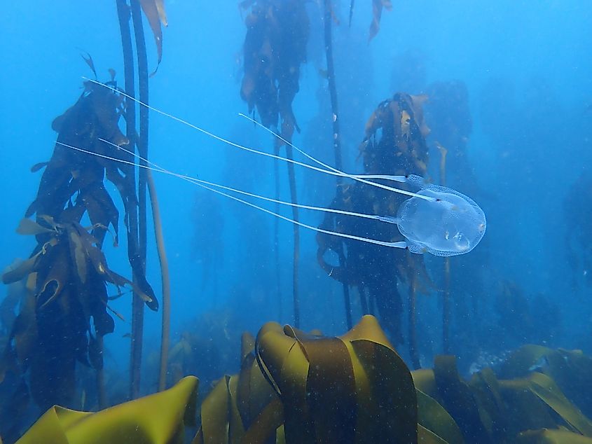 Box jellyfish in kelp forests of South Africa.