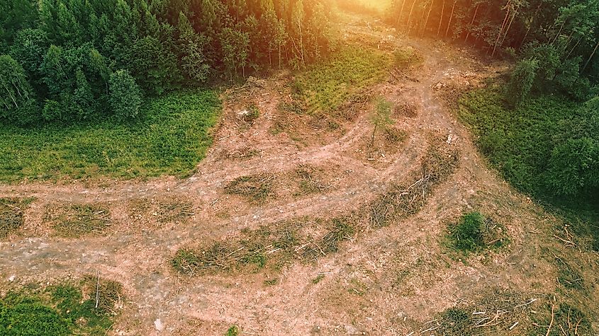 Green forest meets barren land in aerial view of deforestation.