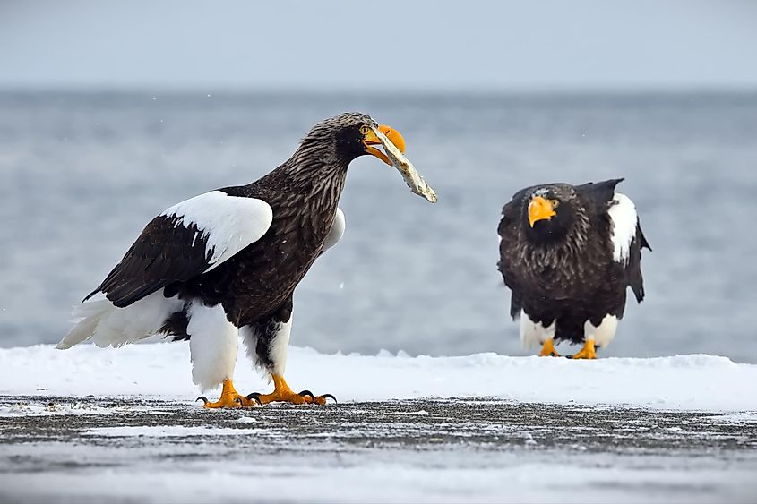 Two Steller's sea eagles perched side-by-side near a tranquil body of water.