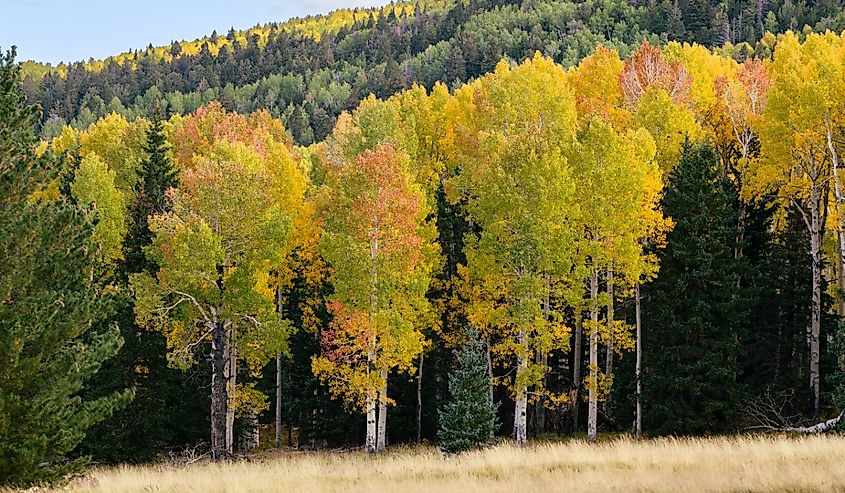 Landscape photograph of fall colors on the Aspen Loop Trail in Arizona.