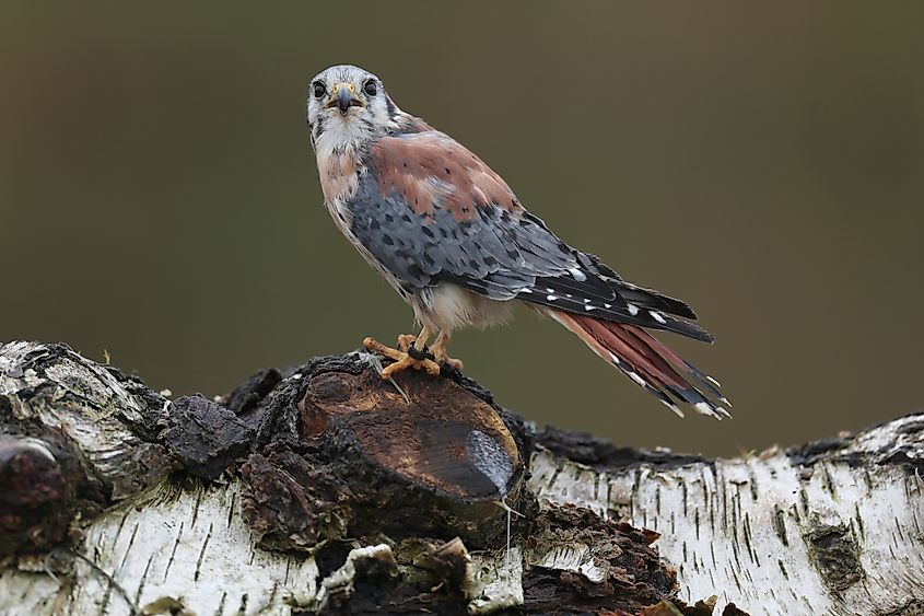An American Kestrel perched on a tree trunk looking up