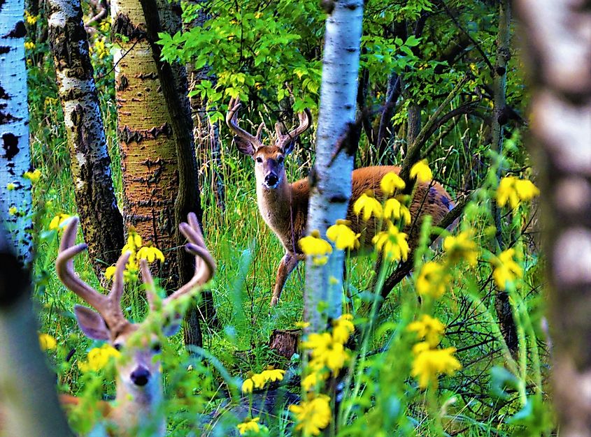 story, wyoming