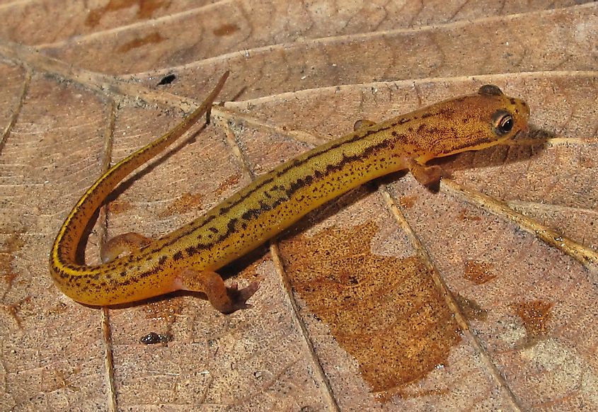 Photo of Patch-nosed Salamander 