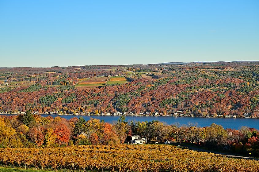 Vineyard near Hammondsport, New York.