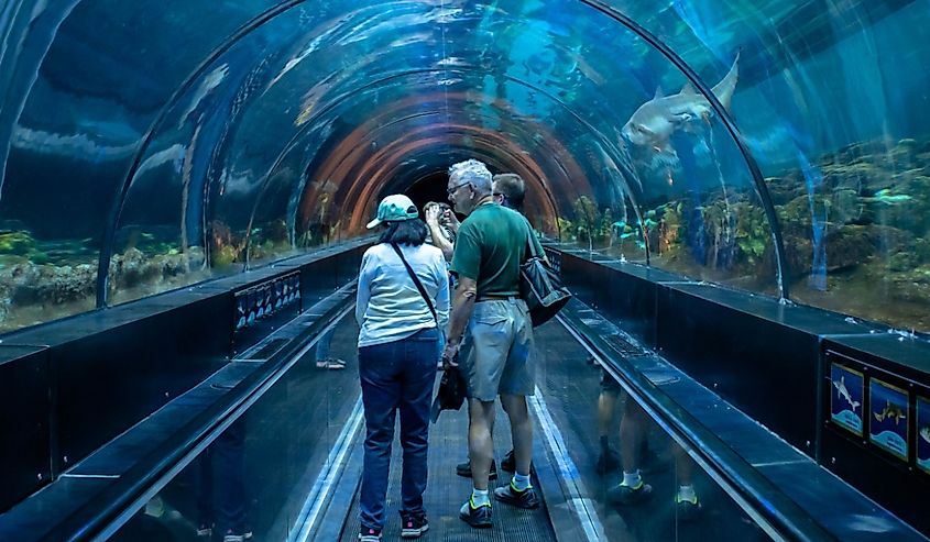 People enjoying Shark encounter tunnel at Seaworld