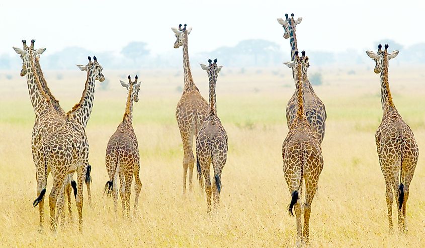 A group of giraffes (Giraffa camelopardalis) in Serengeti National Park, Tanzania