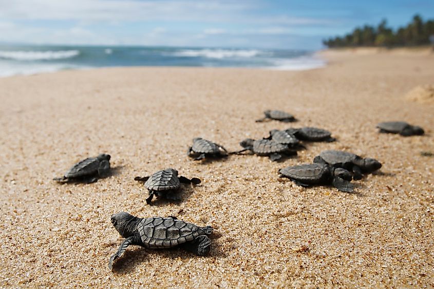 loggerhead turtle hatchling