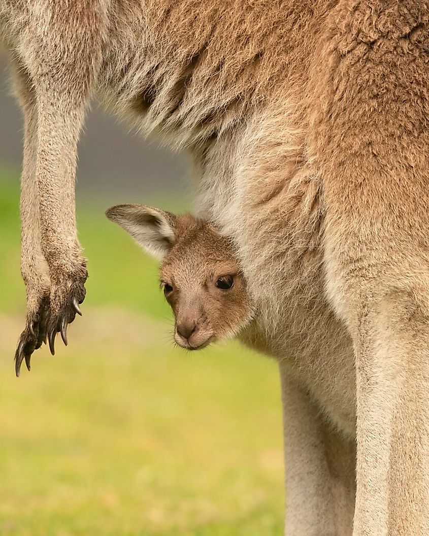 A joey in its mother's pouch.