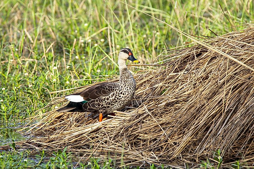 Sultanpur National Park