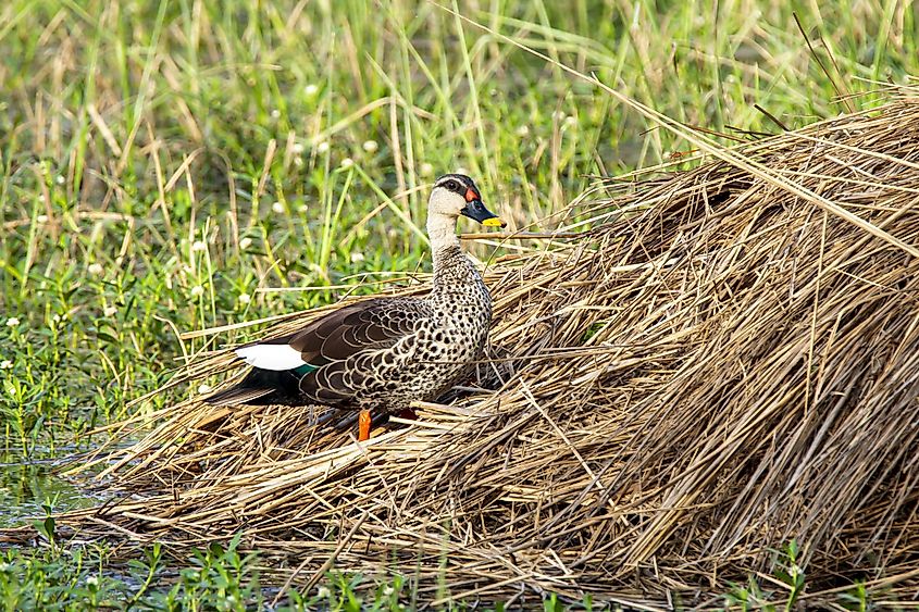 Sultanpur National Park