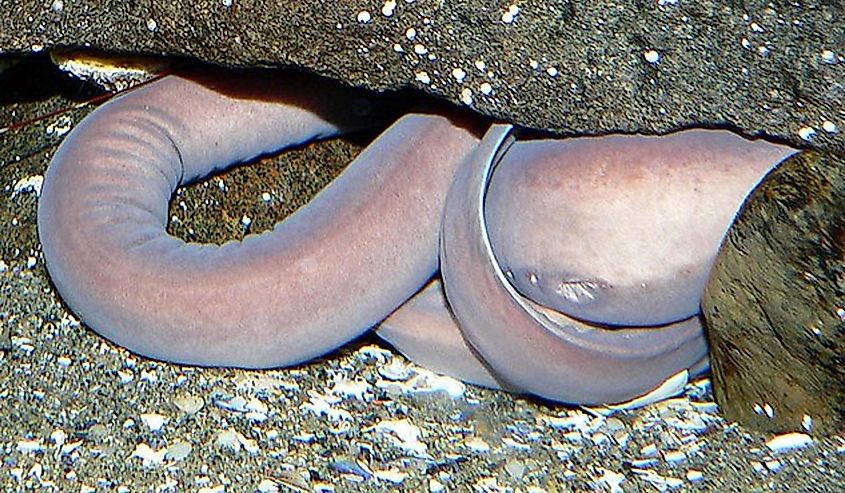 Photo of Eptatretus stoutii (Pacific hagfish) at the Vancouver Aquarium