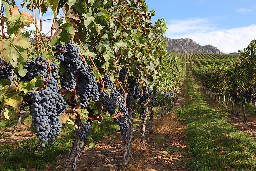  Osoyoos vineyard.