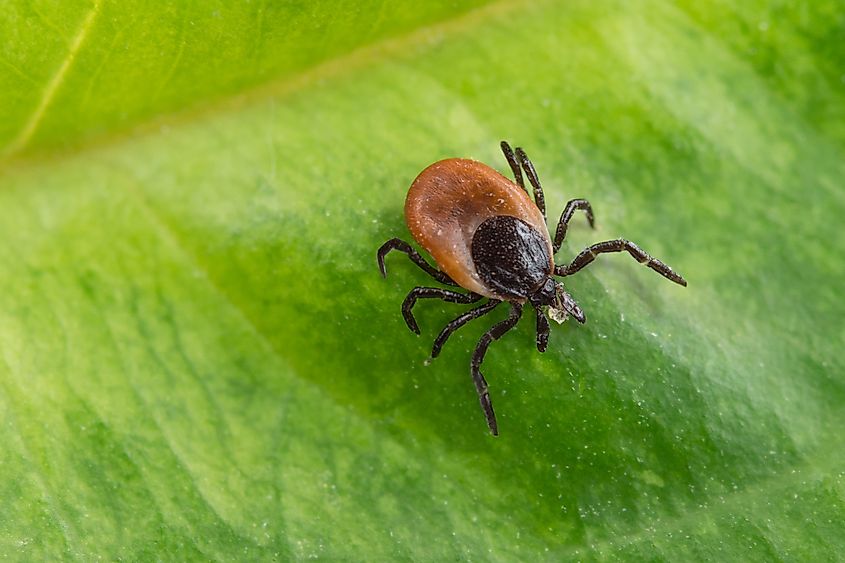 Blacklegged tick on a leaf.