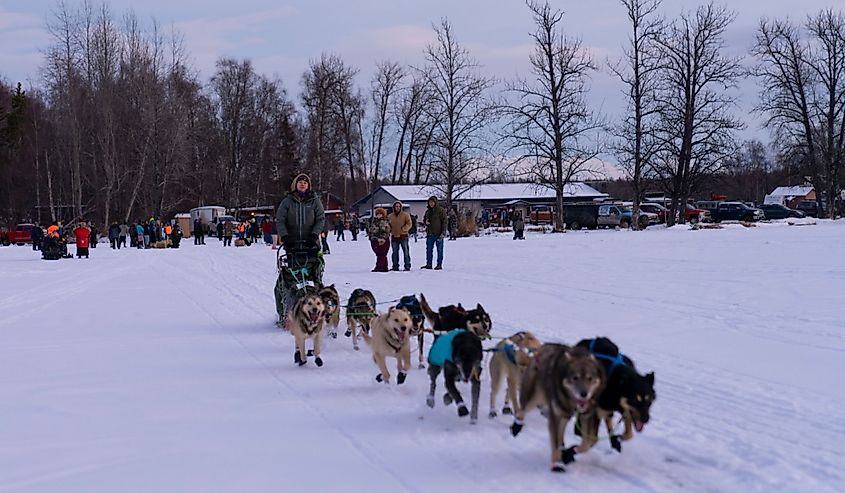 A 100-mile sled dog race in Wasilla.