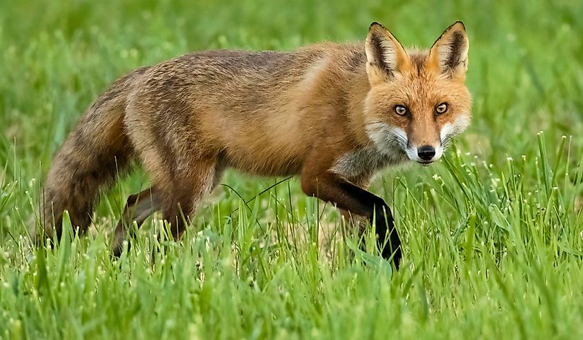 Red Fox, slinking through the grass, Vulpes vulpes, Pennsylvania, United States